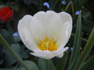 Tulipa Antarctica (2013, April 25)