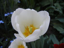 Tulipa Antarctica (2013, April 25)