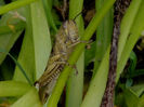 RSCN5480