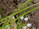 RSCN5697