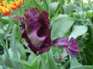 Tulipa Black Parrot (2013, April 26)