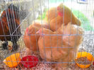 DSCN0399