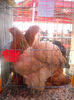 DSCN0402