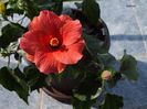 hibiscus Cairo Red
