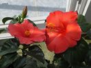 hibiscus Cairo Red si Wela Red