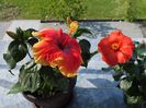 hibiscus Tivoli si Wela Red