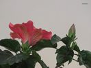 hibi Cairo Red - partea dorsala a petalelor