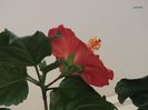 hibi Wela Red - partea dorsala a petalelor