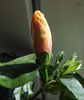 boboc hibiscus Tivoli