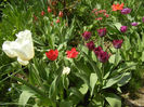 Tulips (2013, April 23)