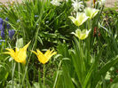 Tulips (2013, April 23)