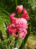 Hyacinthus Hollyhock (2013, April 24)