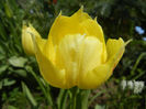 Tulipa La Courtine (2013, April 22)