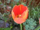 Tulipa Orange Bouquet (2013, April 24)