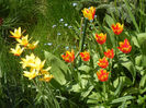 Tulips (2013, April 24)