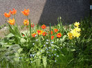 Tulips (2013, April 24)