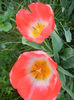 Tulipa Judith Leyster (2013, April 25)