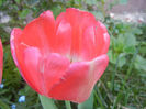 Tulipa Judith Leyster (2013, April 26)