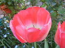 Tulipa Judith Leyster (2013, April 26)