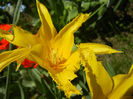 Tulipa Cistula (2013, April 26)