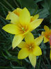 Tulipa clusiana Chrysantha (2013, Apr.25)