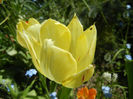 Tulipa La Courtine (2013, April 26)