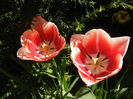 Tulipa Leen van der Mark (2013, April 25)