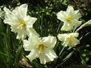 Narcissus Cassata (2013, April 26)