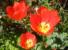 Tulipa Orange Bouquet (2013, April 25)