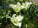 Tulipa Spring Green (2013, April 26)