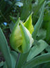 Tulipa Hummingbird (2013, April 25)