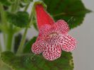 Kohleria Simone (ni)