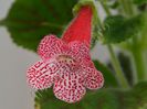 Kohleria Simone (ni)
