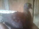 Image0487