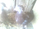 Image0509