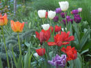 Tulips (2013, April 25)