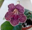 Streptocarpus Snowkist Strawberry Fizz (Kuepter)