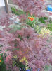 Acer palmatum Bloodgood (2013, Apr.25)