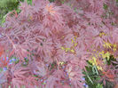 Acer palmatum Bloodgood (2013, Apr.25)