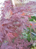 Acer palmatum Bloodgood (2013, Apr.25)