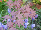 Acer palmatum Bloodgood (2013, Apr.25)