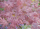 Acer palmatum Bloodgood (2013, Apr.25)