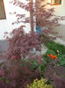 Acer palmatum Bloodgood (2013, Apr.25)