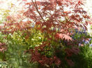 Acer palmatum Bloodgood (2013, Apr.26)
