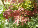 Acer palmatum Bloodgood (2013, Apr.26)