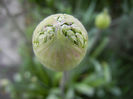 Allium Purple Sensation (2013, April 26)