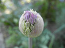 Allium Purple Sensation (2013, April 26)