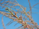 Tamarix tetranda (2013, April 25)
