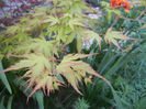 Acer palmatum Katsura (2013, April 25)