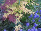 Acer Bloodgood & Katsura (2013, Apr.25)